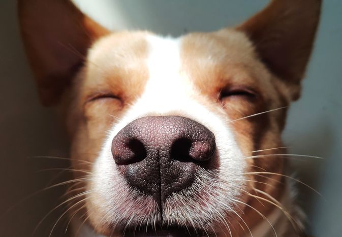 A closeup view of the nose and whiskers of a tan and white dog with eyes closed. 