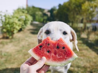 dog and watermelon