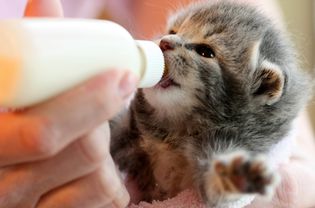 Bottle feeding kitten in pink towel