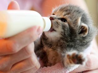 Bottle feeding kitten in pink towel