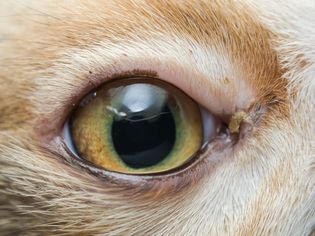 Cat eye close-up