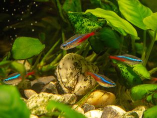 Neon Tetras in Planted Fish Tank