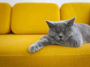 A blue British Shorthair cat snoozing on a bright yellow couch.