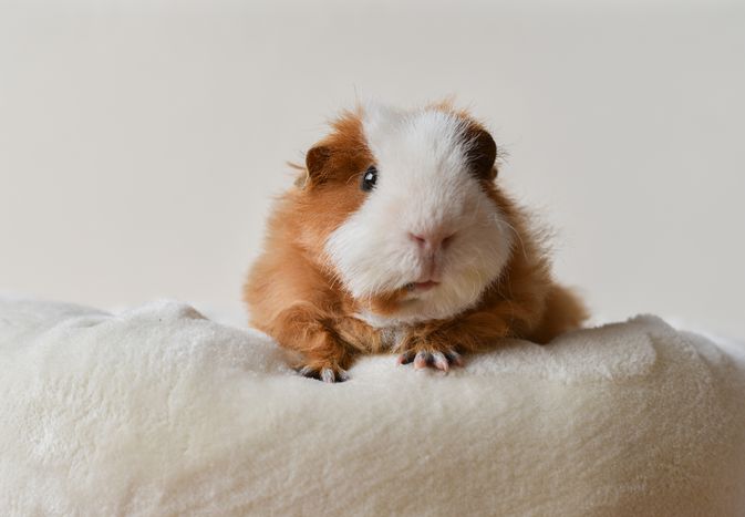 Guinea pig lookng at camera.