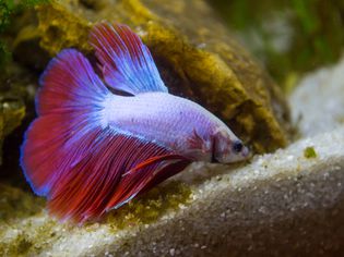 Betta fish foraging for food