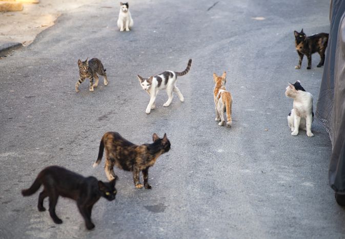 outdoor cats