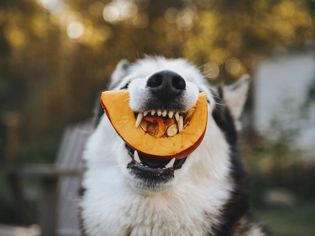 dog eating pumpkin
