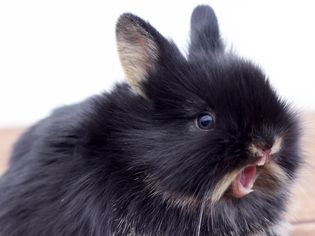 Dwarf rabbit with mouth open showing its teeth.
