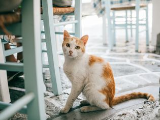 hip dysplasia in cats