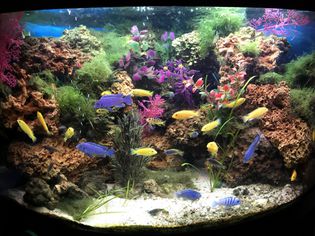Freshwater fish tank decorated with live and fake plants