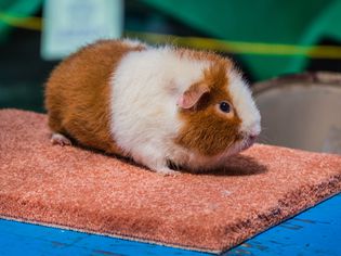 brown and white teddy guinea pig sitting on a carpet square