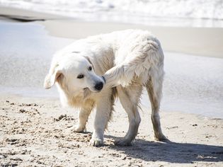 A white dog chasing its tail