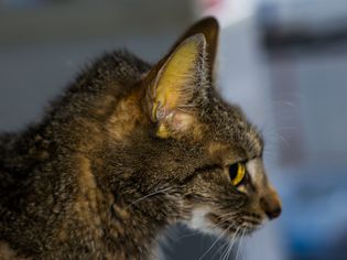 Profile of cat with jaundice.