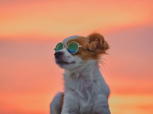 best dog sunglasses