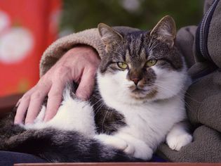 A tabby cat with a white chest and paws is sitting on someone's lap. 