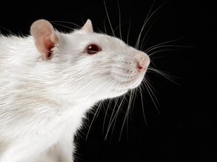 White rat on black background