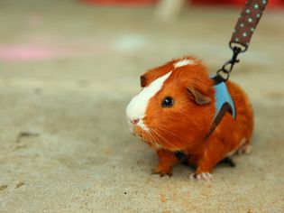 Guinea Pig on a leash