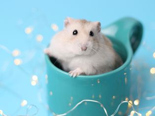 Hamster portrait 