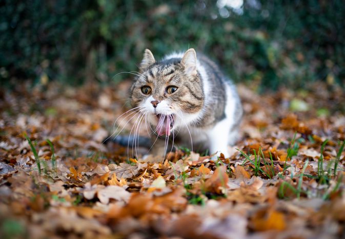tabby white british shorthair cat outdoors in the garden throwing up puking on autumn leaves