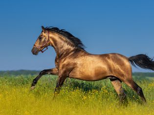 Bay Andalusian stallion cantering