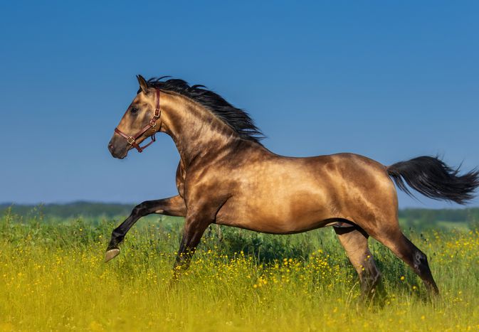 Bay Andalusian stallion cantering