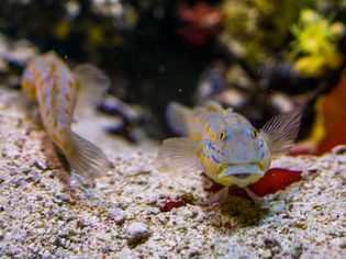 Goby fish in an aquarium
