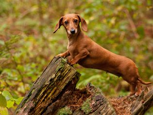 Brown miniature dachshund standing on a tree stump in a forest