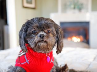 Dog wearing sweater in winter by fire