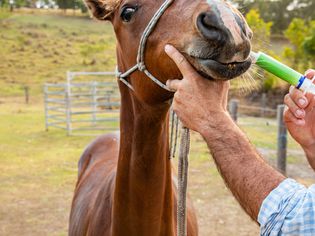 Horse being dewormed