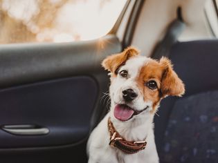 Jack Russell Terrier riding in car