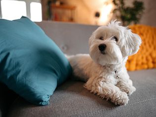 Maltese on grey couch,