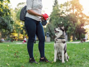 Neck down shot of woman in park with her husky dog after she has picked up poop in a baggie.