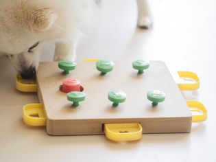 dog playing with a treat puzzle