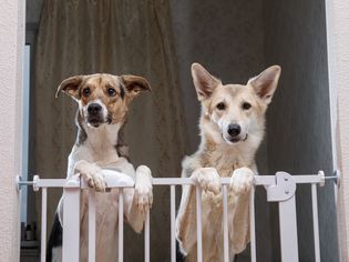 Dogs looking over a pet gate