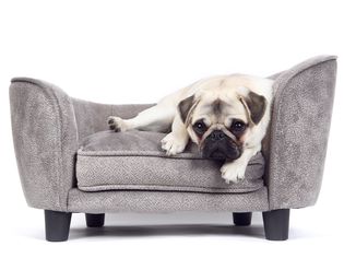 dog-sofa-beds
