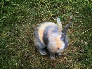 Adult harlequin rabbit in grass outside.