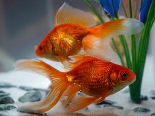 Two fan tail goldfish in an aquarium