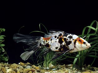 Shubunkin goldfish in a tank