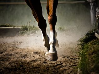 Horse's front legs at the trot.