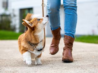 dog walking on loose leash