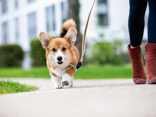 Corgi dog walking on leash