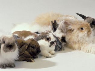 Rabbits of different colors lined up