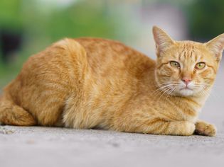 A red, ginger, or orange tabby cat laying down on the ground outside