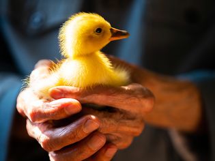 Duckling being held by old hands.