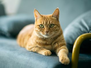 An orange cat with green eyes lays on a blue-green chair
