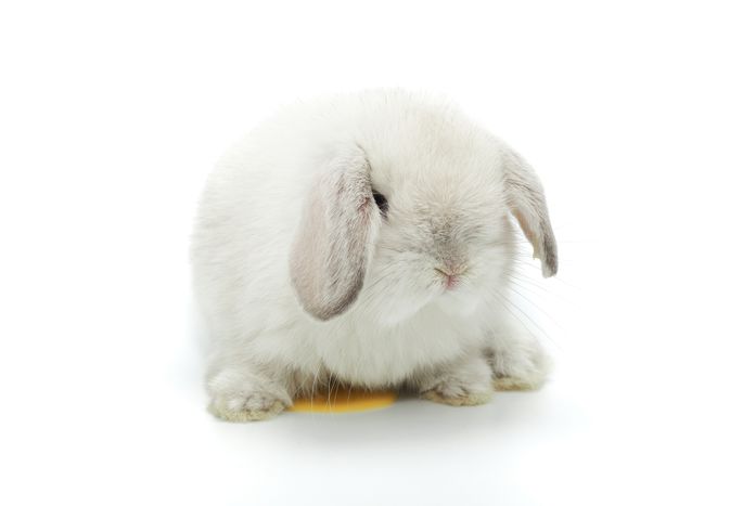 White lop rabbit sitting over puddle of urine.