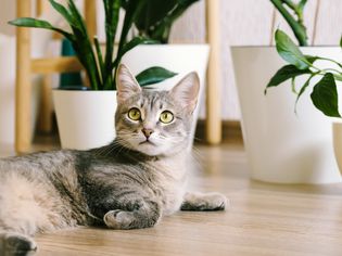 Cat Houseplant