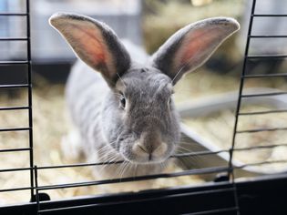 Grey rabbit looking through an open cage door.