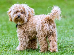 Standing side profile of a cavapoo dog