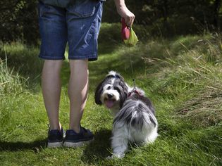 Walking dog on leash with poop bags